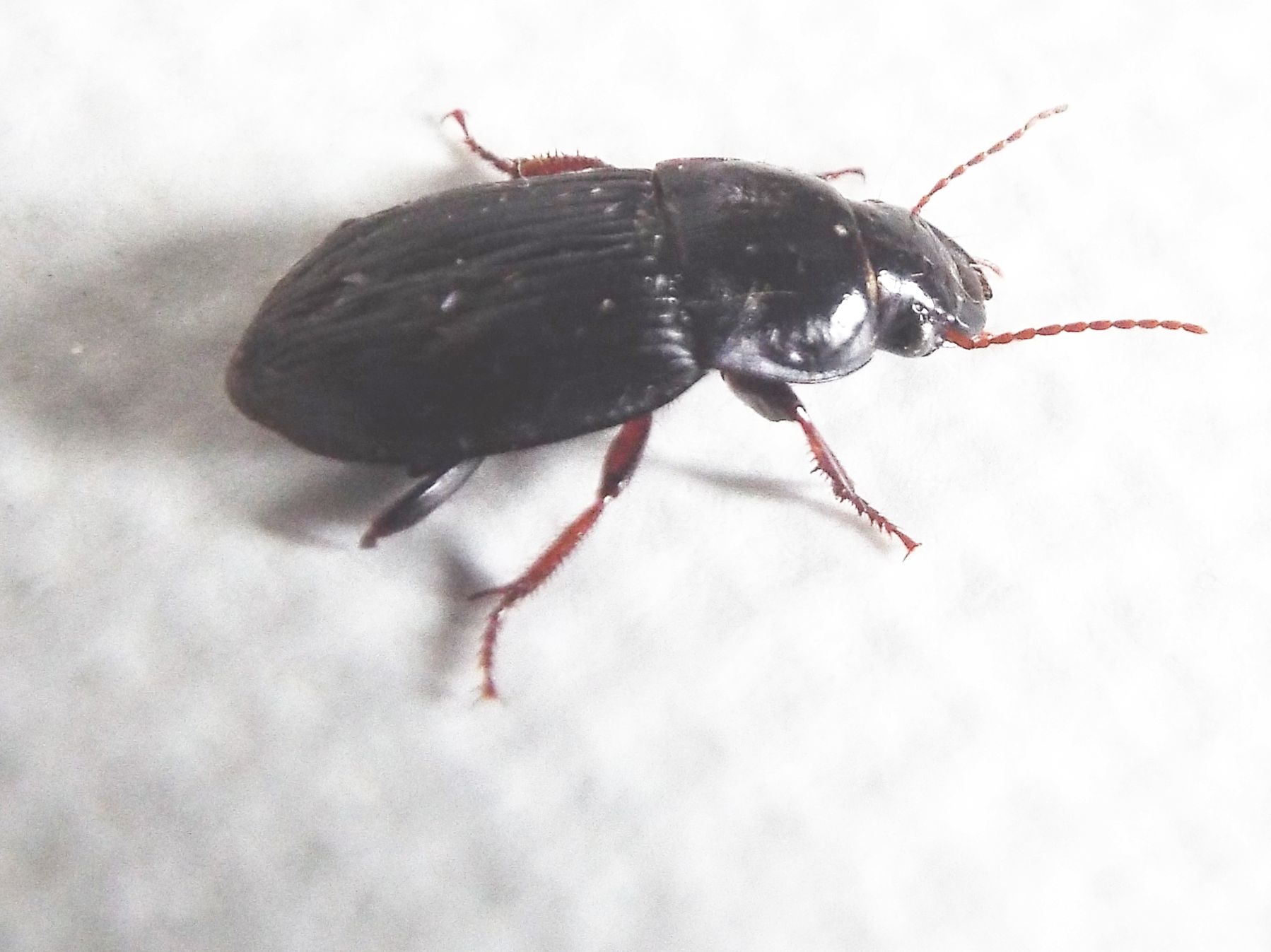 Harpalus cf. tardus - Carabidae